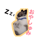 アポロのスタンプ（個別スタンプ：11）