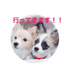 アポロのスタンプ（個別スタンプ：15）