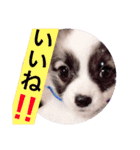 アポロのスタンプ（個別スタンプ：16）