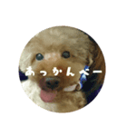 ざ・どっぐ（個別スタンプ：4）
