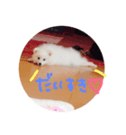 日本スピッツのなな（個別スタンプ：1）