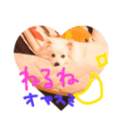 日本スピッツのなな（個別スタンプ：2）