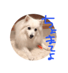 日本スピッツのなな（個別スタンプ：7）