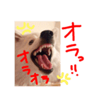 日本スピッツのなな（個別スタンプ：8）