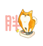 Lovely Shiba Daily（個別スタンプ：24）