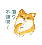 Lovely Shiba Daily（個別スタンプ：26）