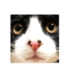 鼻ポチ猫 テト（個別スタンプ：1）