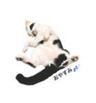 鼻ポチ猫 テト（個別スタンプ：3）