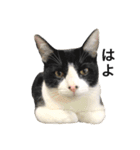 鼻ポチ猫 テト（個別スタンプ：5）