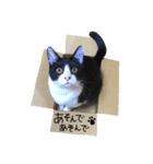 鼻ポチ猫 テト（個別スタンプ：9）