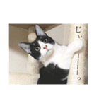 鼻ポチ猫 テト（個別スタンプ：10）