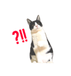 鼻ポチ猫 テト（個別スタンプ：11）