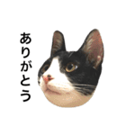 鼻ポチ猫 テト（個別スタンプ：14）