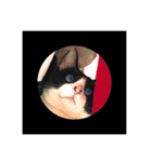 鼻ポチ猫 テト（個別スタンプ：16）