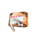 茶トラのゆきちゃん（個別スタンプ：1）