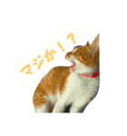茶トラのゆきちゃん（個別スタンプ：2）