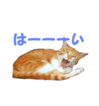 茶トラのゆきちゃん（個別スタンプ：3）