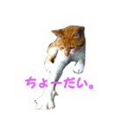 茶トラのゆきちゃん（個別スタンプ：4）