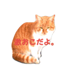 茶トラのゆきちゃん（個別スタンプ：5）