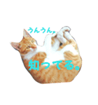 茶トラのゆきちゃん（個別スタンプ：6）