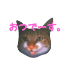 茶トラのゆきちゃん（個別スタンプ：7）