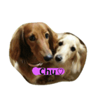 愛犬の日（個別スタンプ：1）
