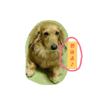 愛犬の日（個別スタンプ：4）