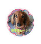 愛犬の日（個別スタンプ：5）