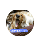 愛犬の日（個別スタンプ：6）