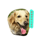 愛犬の日（個別スタンプ：7）