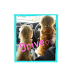 愛犬の日（個別スタンプ：8）