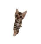 I love cats and dogs（個別スタンプ：1）