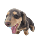 I love cats and dogs（個別スタンプ：2）