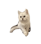 I love cats and dogs（個別スタンプ：6）