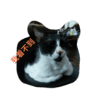 猫の一生。（個別スタンプ：1）