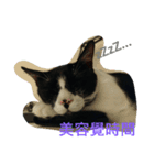 猫の一生。（個別スタンプ：3）