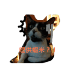 猫の一生。（個別スタンプ：4）