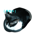猫の一生。（個別スタンプ：5）