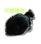猫の一生。（個別スタンプ：6）
