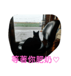 猫の一生。（個別スタンプ：8）