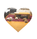 ぱるころいぐ（個別スタンプ：1）