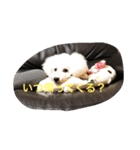 ぱるころいぐ（個別スタンプ：3）