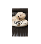 ぱるころいぐ（個別スタンプ：6）