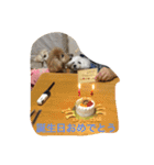 ぱるころいぐ（個別スタンプ：10）