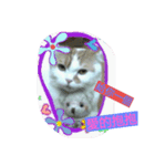 P P cat（個別スタンプ：2）