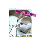 P P cat（個別スタンプ：3）
