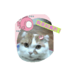 P P cat（個別スタンプ：4）