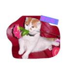 P P cat（個別スタンプ：5）
