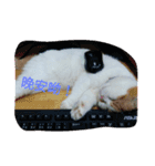 P P cat（個別スタンプ：6）