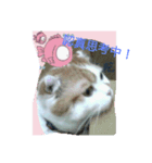 P P cat（個別スタンプ：7）